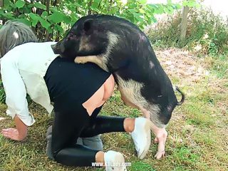 Pig sex video