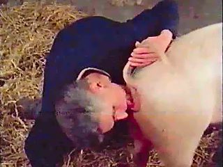 Animal porn with pig compilation