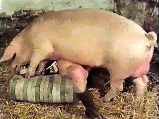Animal porn with pig compilation