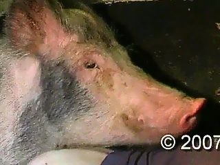 Porn animal man and pig