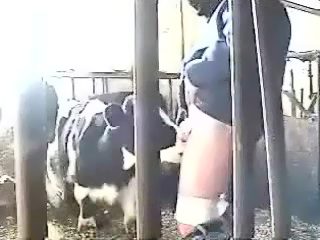 Calf sucks cock