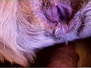 Man animal mating sex
