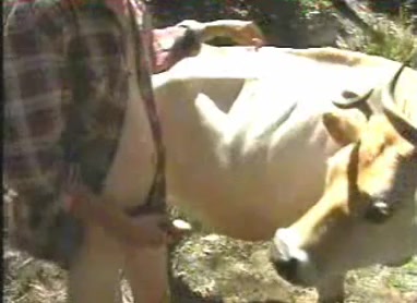 Men Fucking Female Cows - Men fucks cows - compilation of zoo porno