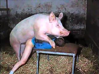 Porn man with pig. Humam is passive and give ass for fuck