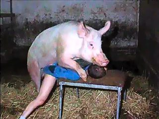 Porn man with pig. Humam is passive and give ass for fuck