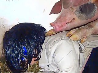 Pig xxx videos