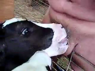 Calf sucking cock