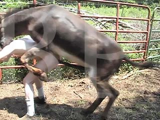 Man fucked by horse