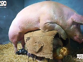 Full Xxx Alimal Pigs Porn Sex - Boar Sex