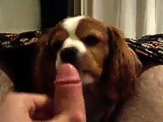 Dog licking dick